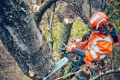 Pilarka łańcuchowa  Husqvarna 560 XP® Mark II