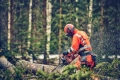 Pilarka łańcuchowa  Husqvarna 560 XP® Mark II